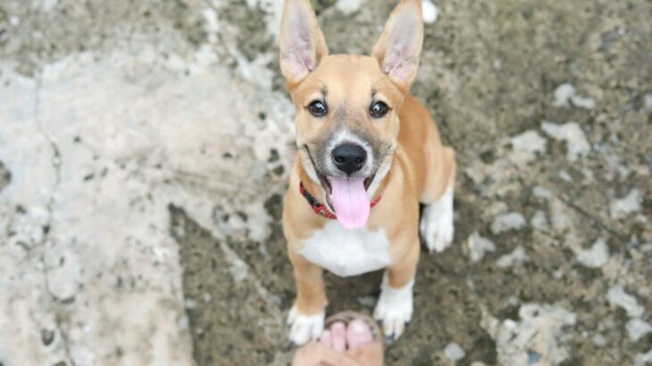 犬の『構ってアピール』どれくらい把握してる？7つの行動と飼い主がすべき対応とは(ブログ)