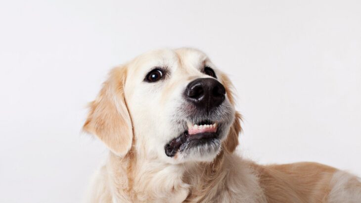 犬が『信用できない人』に見せるサイン5選　信頼関係を壊さないために気をつけるべきこととは？(ブログ)