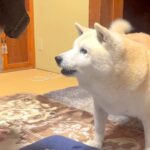 犬が昼寝しすぎた結果…まさかの『眠れません』と家族に報告する姿が”可愛すぎる”と65万再生「昼寝は最高だから仕方ないｗ」共感の声も(ブログ)