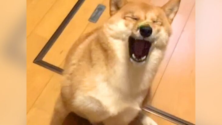 どんくさい犬に『ブロッコリーを投げてみた』結果…愛おしすぎる『不器用な姿』が46万再生「哀愁漂ってるの笑うｗ」「取れてよかったね」(ブログ)