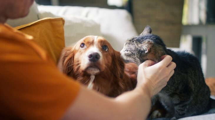 犬が『嫉妬』しているときにする仕草や行動4つ　ヤキモチを焼く理由や注意すべきこととは？(ブログ)