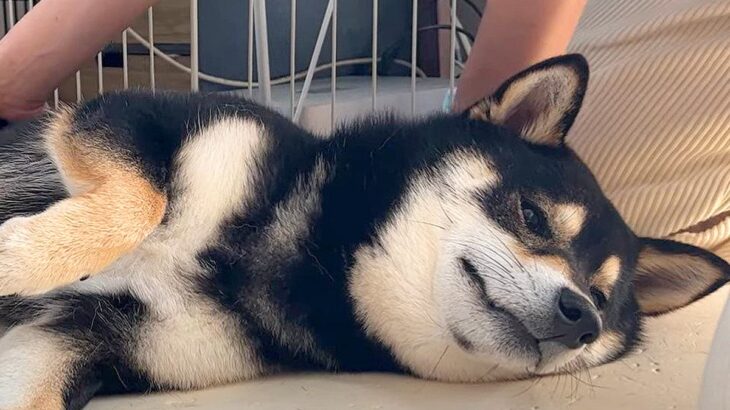 『絶対に散歩に行きたくない犬』を誘ったら…駄々をこねて”二度寝”する光景に爆笑の声「お腹痛いｗ」「前世は人間か」と27万5000再生(ブログ)