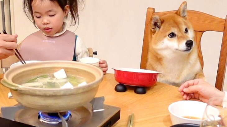 犬が家族と一緒に食卓を囲んだら…控えめな『おかわり頂戴』が可愛すぎると91万1000再生「声出さないでツンツンするの笑うｗ」と絶賛の声(ブログ)