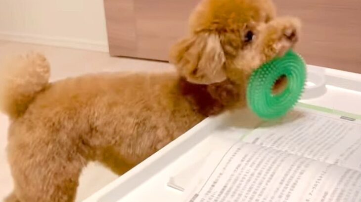 勉強してたら…『遊んでほしい犬』がとった行動と”まさかの展開”に絶賛の声「ポトって落とすの可愛すぎｗ」「私なら勉強できない」と21万再生(ブログ)