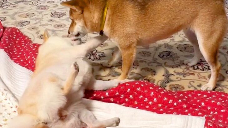 2匹の柴犬がじゃれあっていたら…お見事すぎる『死んだフリ』が28万再生「すでに大女優の風格ｗ」「なかなかの演技派」驚きと賞賛の声(ブログ)