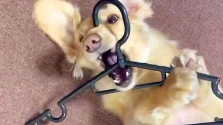 コソコソしている犬を隠し撮りしたら…まさかの『ルンルンで盗みを働く姿』が122万再生「想像以上にルンルンで草」「しっぽ可愛すぎｗ」(ブログ)