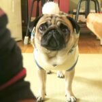外出先でワンコを触った結果…愛犬による『厳しい取り調べ』の末、嫉妬に狂う光景が43万再生「ふごぉ可愛いすぎるｗ」「むしろ束縛されたい」(ブログ)