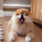 犬が『退屈すぎる時』にみせる5つのサイン　放っておいて大丈夫？暇を感じさせない方法まで(ブログ)