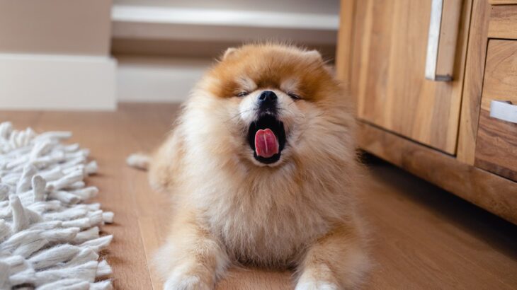 犬が『退屈すぎる時』にみせる5つのサイン　放っておいて大丈夫？暇を感じさせない方法まで(ブログ)