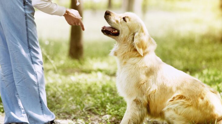 成犬を『しつける方法』とは？しつけのやり直しはできる？トレーニングの注意点まで(ブログ)