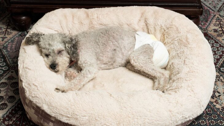 老犬介護で『ツライこと』5つ　飼い主が覚悟しておかなければならない事柄とは(ブログ)