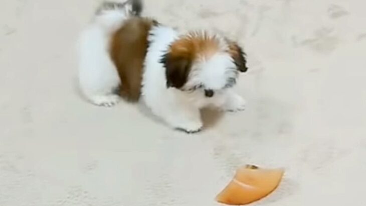 赤ちゃん犬に『ひづめ』を与えてみたら…かわいすぎる”動き”に悶絶の声続々「電池の入ったぬいぐるみ」「泣けてきた」と13万4000再生(ブログ)