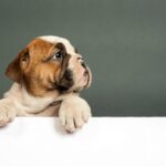 『不幸な犬』の特徴とは？３つの共通点や愛犬を苦しめている飼い主の行動とは？(ブログ)