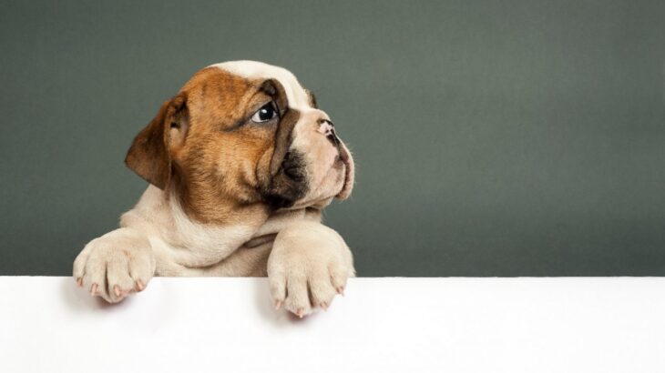 『不幸な犬』の特徴とは？３つの共通点や愛犬を苦しめている飼い主の行動とは？(ブログ)
