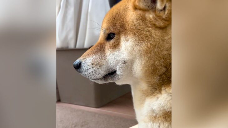 『この世の終わりだ…』雨で散歩に行けない柴犬…わかりやすい『絶望の表情』が可愛すぎると35万再生「晴れの日との差に爆笑ｗ」と絶賛の声(ブログ)