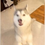 車を用意しに行っただけなのに…『置いて行かれたと勘違いする犬』と『冷静な犬』の対比が33万7000再生「温度差半端ないｗ」と爆笑の声(ブログ)