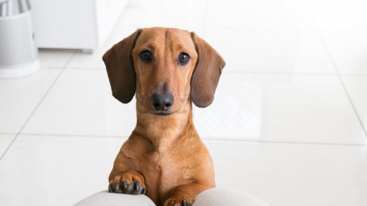 犬が人に話しかけているときにする仕草や行動5選　愛犬がアピールしてきたらどう対応すべき？(ブログ)