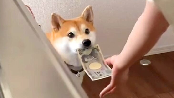 犬に『お皿持ってきて』と頼んだら…まさかの”間違え方”がコント過ぎると202万再生「金額あがっていくの草」「かわいいｗ」と爆笑の声(ブログ)