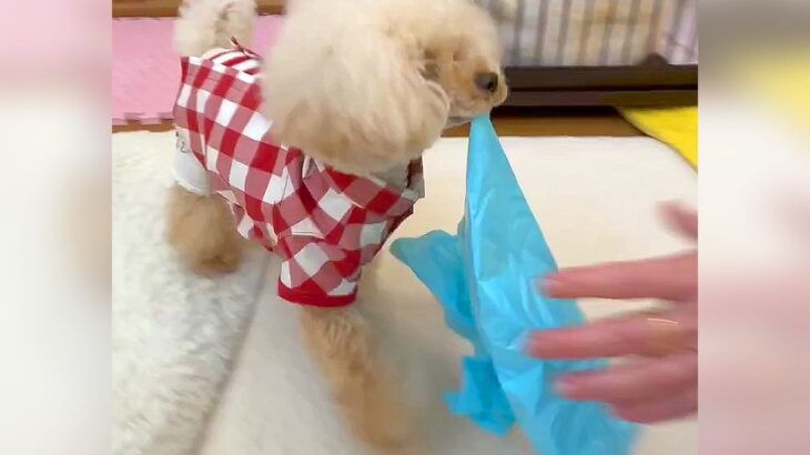 犬がオシッコをした後の行動…驚きの『自分で片づける光景』に称賛の声「ママのお手伝い上手すぎる」「天才犬ですか？」と56万再生(ブログ)