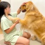 大型犬が調子に乗り過ぎた結果…怒られてしまった時の『絶望』が半端ないと409万再生「やっちまった感すごいｗ」「不安そうな顔可愛い」(ブログ)