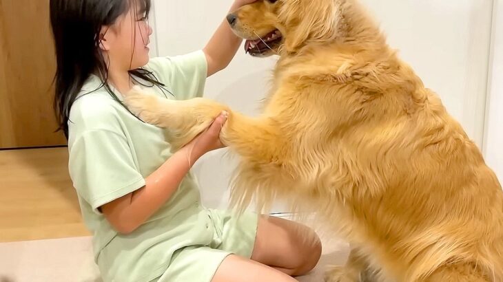 大型犬が調子に乗り過ぎた結果…怒られてしまった時の『絶望』が半端ないと409万再生「やっちまった感すごいｗ」「不安そうな顔可愛い」(ブログ)