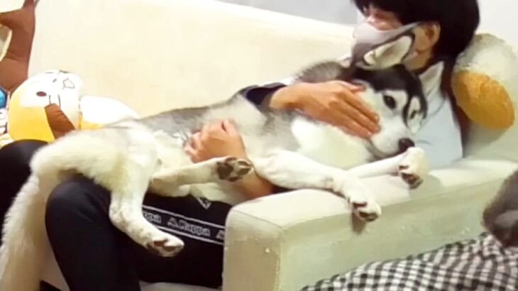 ハスキー犬が飼い主に甘えた結果…『自分の大きさを全く理解してない姿』が244万再生「ご主人の上で溶けてるの可愛すぎ」「ドヤ顔で草」(ブログ)