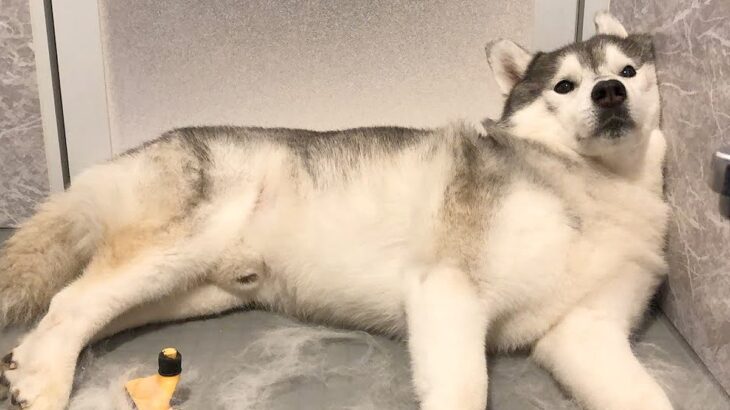 『絶対にブラッシングされたくないハスキー犬』…まるで”マグロ漁”ばりの捕獲をされ撃沈する光景が318万再生「すぐ捕まってて草」と爆笑の声(ブログ)