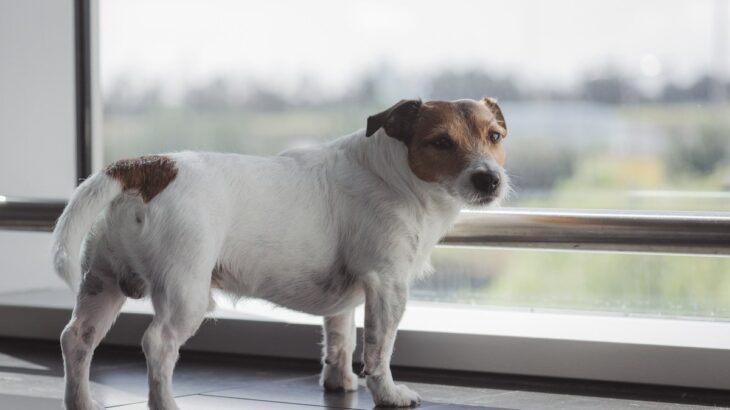 犬の『しっぽが下がっている』ときの心理4つ　愛犬の気持ちを汲み取ってあげましょう(ブログ)