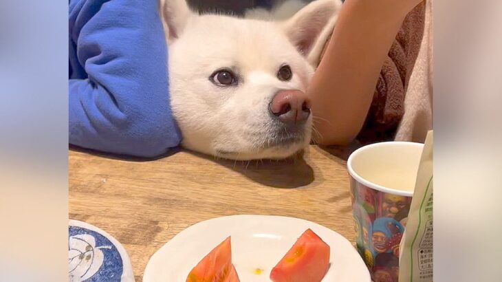 『肉を狙う犬VSブロックする家族』…食卓の攻防戦がおもしろ過ぎると109万再生「ガード鉄壁すぎｗ」「切ないお顔がかわいい」と爆笑の声(ブログ)