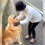 犬が散歩中におばあちゃんと出くわしたら…まるで『恋人』のような再会シーンが262万再生「飛びつかないで配慮しててえらい」と絶賛の声(ブログ)