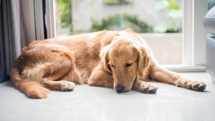 『自分を不幸だと思っている犬』がする行動5つ　注意すべきサインや愛犬を幸せな気持ちにする方法まで(ブログ)