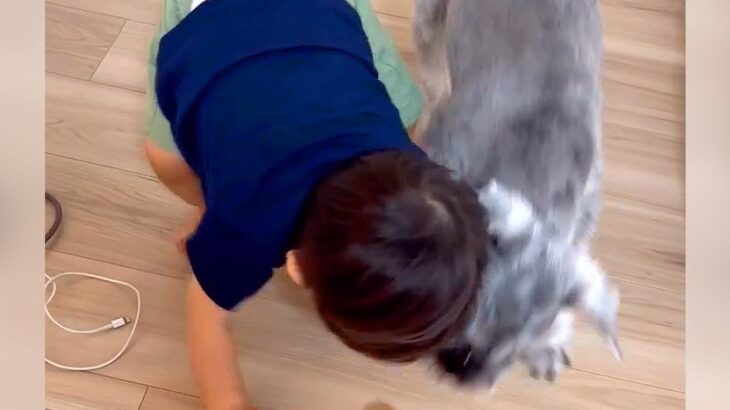 犬と子どもが“おもちゃ争い”をした結果…まさかの『高度な駆け引き』が13万6000再生「遠慮しつつ賢い笑」「兄弟喧嘩も大事」(ブログ)