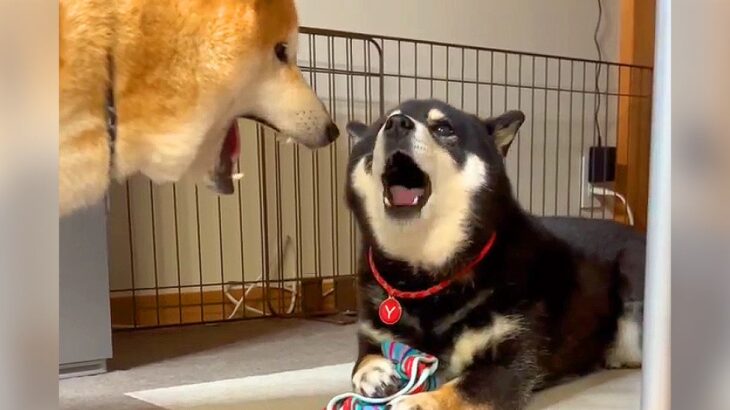 『私が見つけたのー！』犬の親子のタオル巡った攻防…驚きの”犬語”での会話が240万再生「翻訳こんにゃく欲しい」「どっちも譲らないｗ」(ブログ)