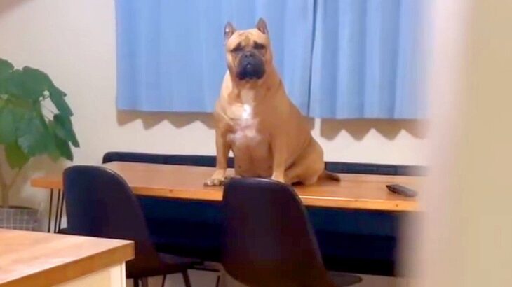 犬のご飯の準備が遅れた結果…まさかの『催促方法』が面白過ぎると28万3000再生「予想外の場所すぎたｗ」「なんかムキムキで爆笑」(ブログ)