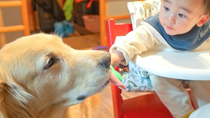 なぜか大型犬が『赤ちゃんの隣から離れない』…かわいい理由と愛おしい展開が28万再生「平和な家族すぎ」「可愛いが大渋滞してる」(ブログ)