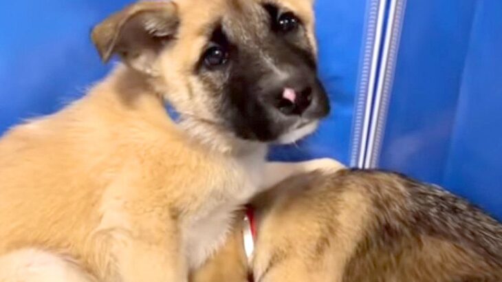 『処分に怯えていた子犬たち』が心を開く“10日間の記録”に感涙の声「2匹の成長に泣いた」「素晴らしい愛情ですね」と20万再生(ブログ)