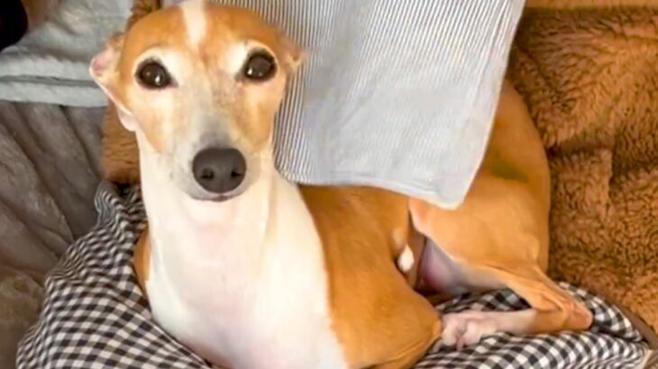 犬の上で『洗濯物』を畳んでみたら…甘えん坊すぎる”家族とのやり取り”が47万9000再生「邪魔にならないようにしてかわいいｗ」と絶賛の声(ブログ)
