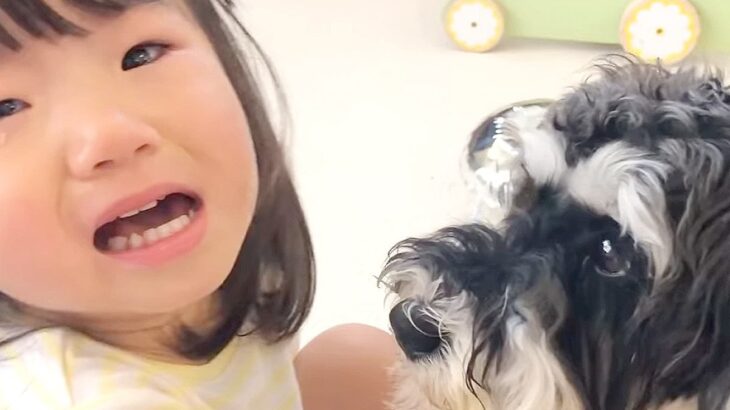 犬が『子どもとのおもちゃの取り合い』で本気を出した結果…”涙には弱い一面” 優しさあふれる光景が12万3000再生と話題に(ブログ)