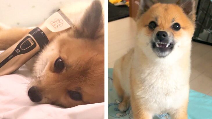 『何も知らない犬→刈られ洗われた犬』同一犬とは思えない変貌ぶりが51万表示を突破「可愛すぎる」「人間なんて信じないの眼ですね」(ブログ)