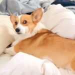 こっそりベッドで寝ているのがバレた犬…まさかの『二度寝を決め込む』光景が36万4000再生「開き直るの笑った」「はっ！て顔してるｗ」(ブログ)