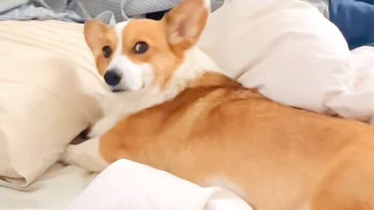 こっそりベッドで寝ているのがバレた犬…まさかの『二度寝を決め込む』光景が36万4000再生「開き直るの笑った」「はっ！て顔してるｗ」(ブログ)