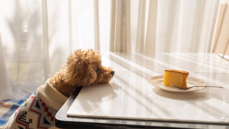 犬が飼い主のごはんを見つめる理由とは？要求されたときの断り方まで(ブログ)