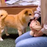 犬の目の前で『ぬいぐるみをヨシヨシ』した結果…驚きの『阻止行動』が可愛すぎると27万再生「甘えん坊さん過ぎるｗ」「ヤキモチ尊い」(ブログ)