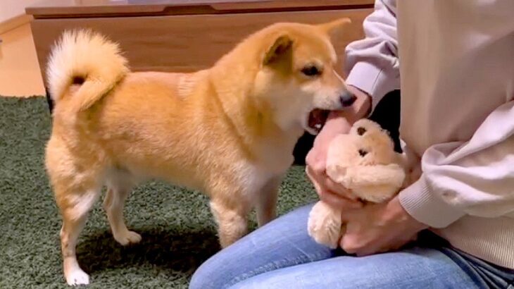 犬の目の前で『ぬいぐるみをヨシヨシ』した結果…驚きの『阻止行動』が可愛すぎると27万再生「甘えん坊さん過ぎるｗ」「ヤキモチ尊い」(ブログ)