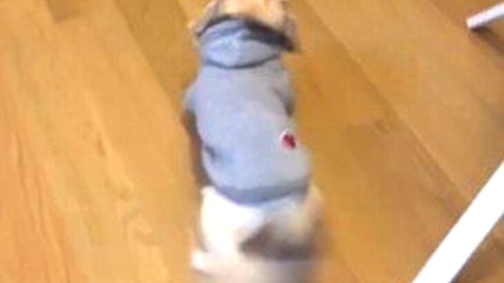 犬と『久しぶりの再会』を果たした結果…尻尾がちぎれそうなほど”熱烈歓迎”をする光景が75万再生「可愛すぎて度肝抜かれた」と悶絶の声(ブログ)
