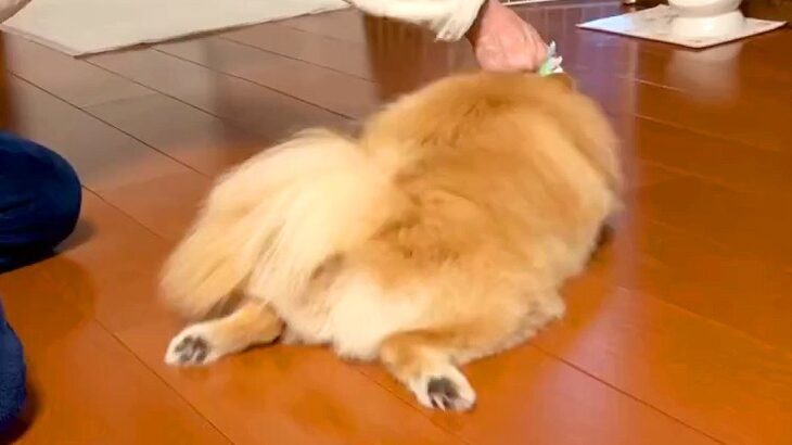 犬が『脱力し過ぎた』結果…床がピカピカになってしまう光景に191万再生の反響「うちにも欲しい」「むしろ抜け毛でマイナス」と爆笑の声(ブログ)