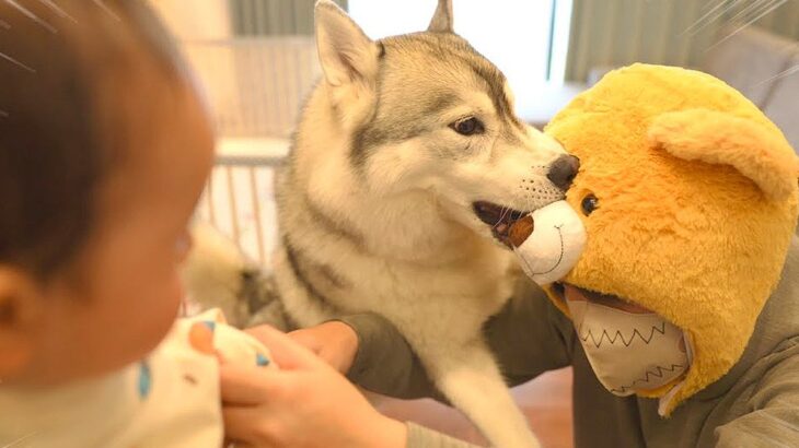 犬は『赤ちゃんが熊に襲われていたら』どんな行動をとる？…感動的な”必死に守る姿”が14万1000再生「まさに正義の味方」「兄妹愛に泣いた」(ブログ)
