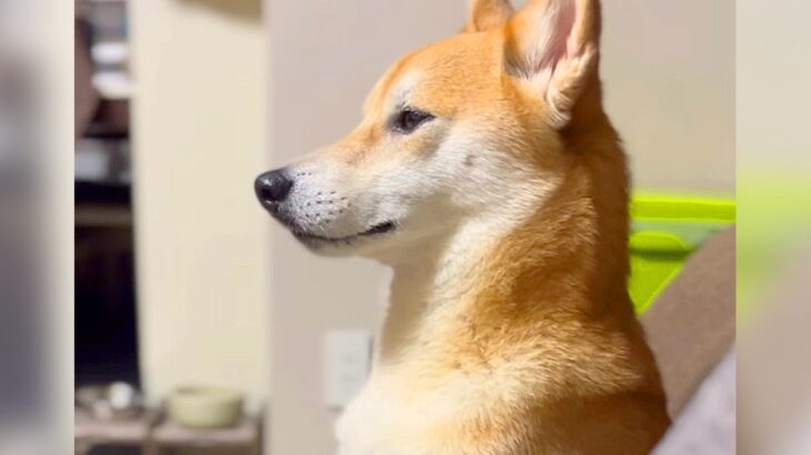 犬への『ちょっと待っててね』が長すぎた結果…静かにご立腹する姿が65万再生「すんっ…がレベルMAXで笑ったｗ」「静止画かと」爆笑の声(ブログ)