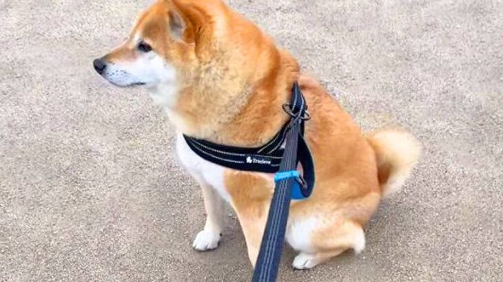 犬とお散歩をしていたら急展開…突然『電源オフ』になる光景が17万2000再生「電池切れみたいでかわいいｗ」「なぜそうなった」と話題に(ブログ)