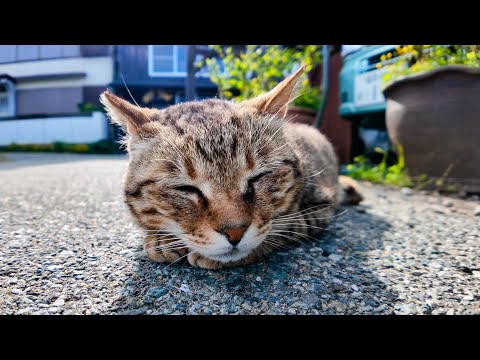 猫島の居酒屋の外の席は猫の集会所(YouTube)